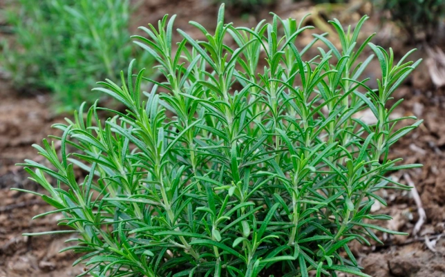 迷迭香料理 迷迭香料理