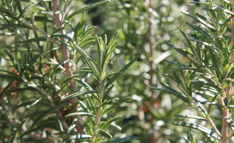 迷迭香食用方法 迷迭香食用方法