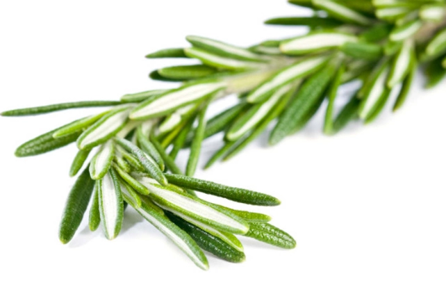 迷迭香功效 迷迭香功效