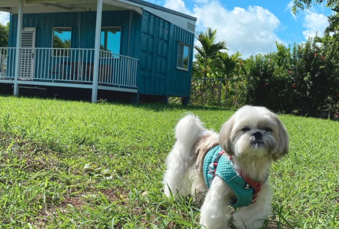 獨立草皮寵物民宿