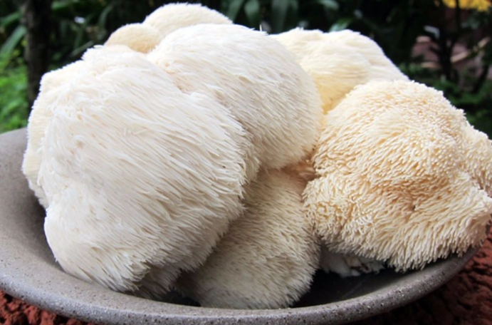 猴頭菇烹飪方法