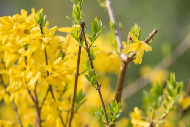 花葉連翹全攻略：種植技巧、功效與常見問題一次搞定