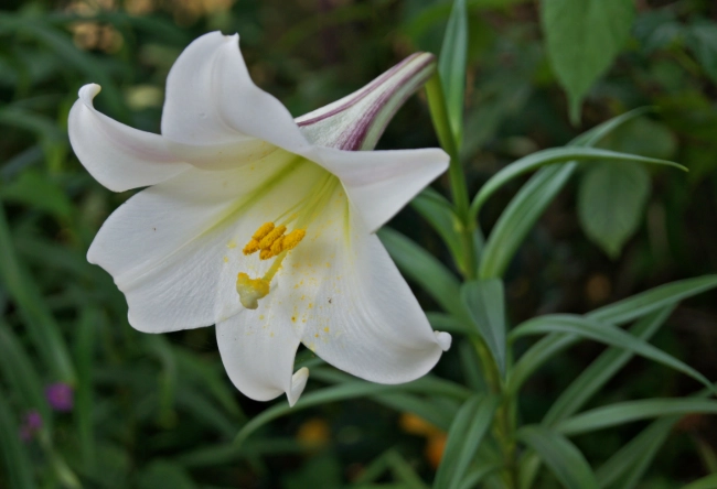 百合花種類全解析：從入門到專家必知的品種指南