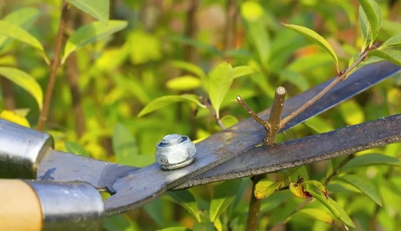 野薑花修剪全攻略：時機、技巧與常見錯誤避免