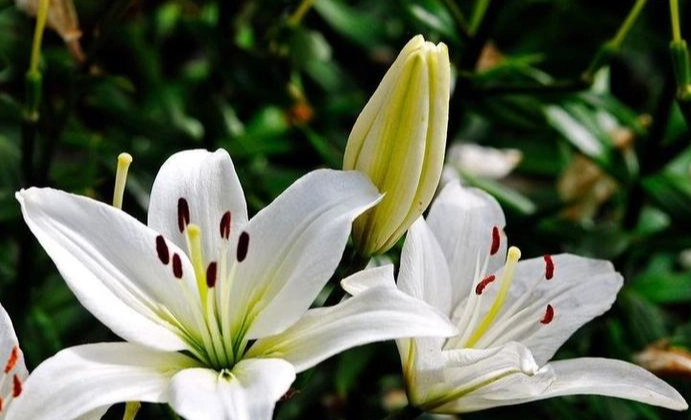 百合花種植全攻略：從選種到開花的實用指南