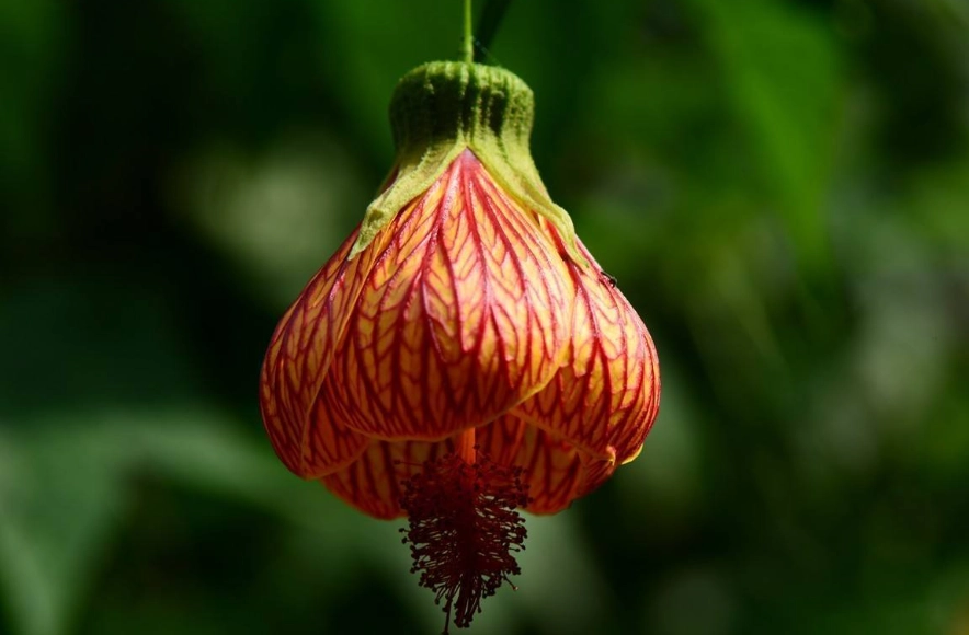 燈籠花花語全解析：象徵意義、種植技巧與常見問題