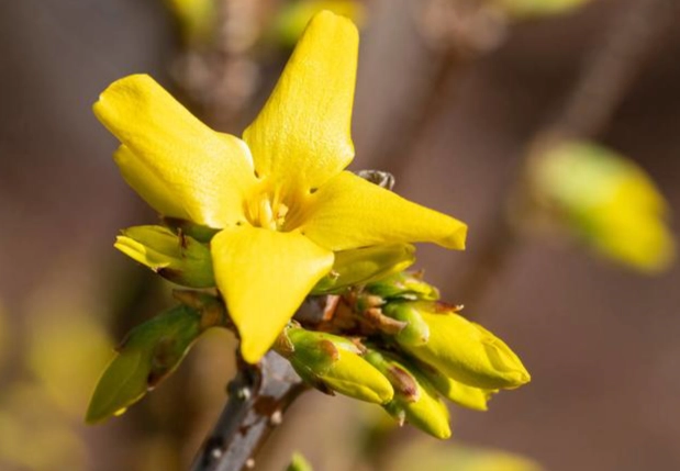 台灣連翹植物全攻略：栽培技巧、用途與常見問題一次看懂