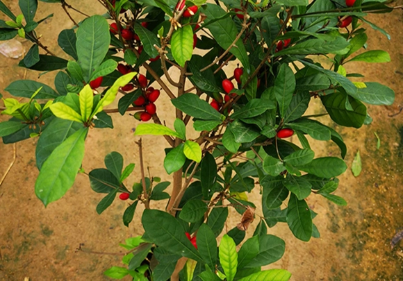 神秘果種植方法全攻略：從選苗到收成的詳細指南