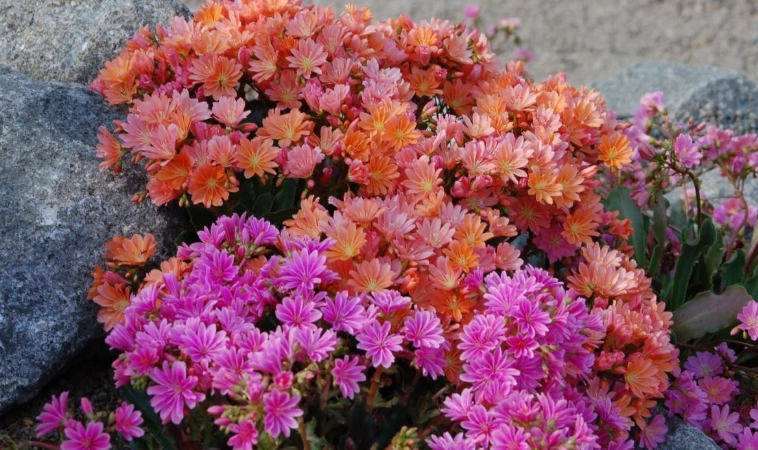 露薇花多肉養護全攻略：從基礎種植到進階技巧一次掌握