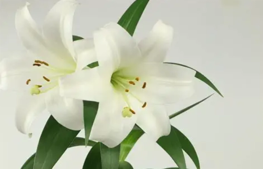 百合花的特徵全解析：形態、品種與養護秘訣