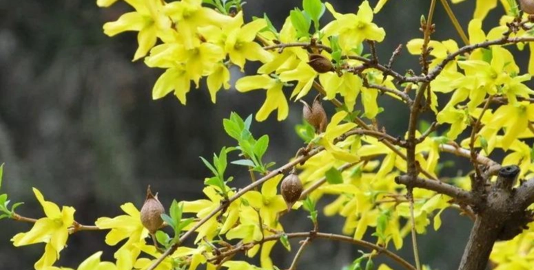 連翹花語全解析：意義、應用與常見疑問一次搞懂