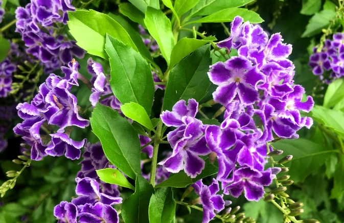 台灣連翹花全攻略：從種植到應用一次看懂