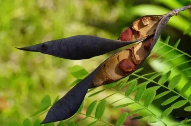 鳳凰木果實全解析：從識別到應用，一次搞懂所有秘密